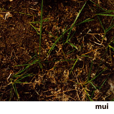 Mui - Mui